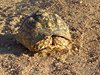 Namibia_2013 (99)