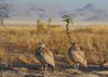 Namibia_2013 (164)