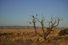 Namibia_2013 (149)