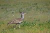 Namibia_2013 (54)