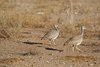 Namibia_2013 (165)
