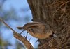 Namibia_2013 (146)