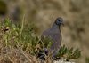 Namibia_2013 (250)