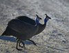 Namibia_2013 (61)