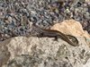 Namibia_2013 (70)
