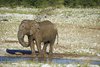Namibia_2013 (60)