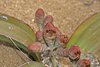 Namibia_2013 (129)
