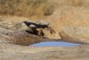 Namibia_2013 (168)