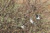 Namibia_2013 (167)