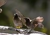 Namibia_2013 (202)