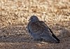 Namibia_2013 (171)