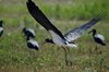 Namibia_2013 (50)
