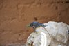 Namibia_2013 (67)