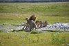 Namibia_2013 (45)