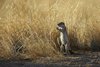 Namibia_2013 (147)