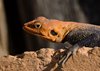 Namibia_2013 (68)