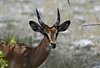 Namibia_2013 (14)