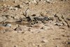 Namibia_2013 (175)