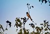 Namibia_2013 (29)