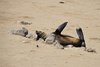 Namibia_2013 (122)