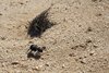 Namibia_2013 (134)