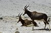 Namibia_2013 (235)