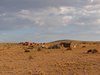 Namibia_2013 (111)