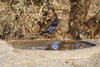 Namibia_2013 (169)