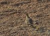 Namibia_2013 (161)