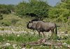 Namibia_2013 (33)