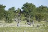 Namibia_2013 (58)