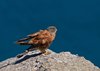Namibia_2013 (249)