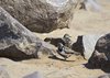 Namibia_2013 (116)