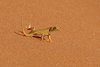 Namibia_2013 (157)