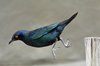 Namibia_Sep_2013 (178)