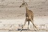 Namibia_Sep_2013 (127)