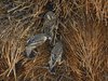 Namibia_Sep_2013 (141)