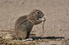 Namibia_Sep_2013 (111)