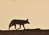 Namibia_Sep_2013 (131)