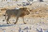 Namibia_Sep_2013 (91)