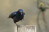 Namibia_Sep_2013 (179)