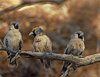Namibia_Sep_2013 (30)
