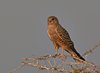 Namibia_Sep_2013 (156)