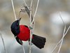 Namibia_Sep_2013 (134)