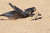 Namibia_Sep_2013 (28)