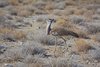 Namibia_Sep_2013 (151)