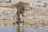 Namibia_Sep_2013 (118)