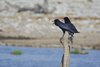 Namibia_Sep_2013 (149a)