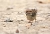 Namibia_Sep_2013 (176)