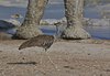 Namibia_Sep_2013 (129)